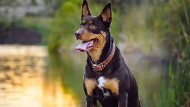 Australian Kelpie