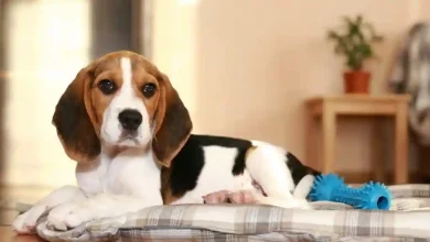 Best Apartment Dogs