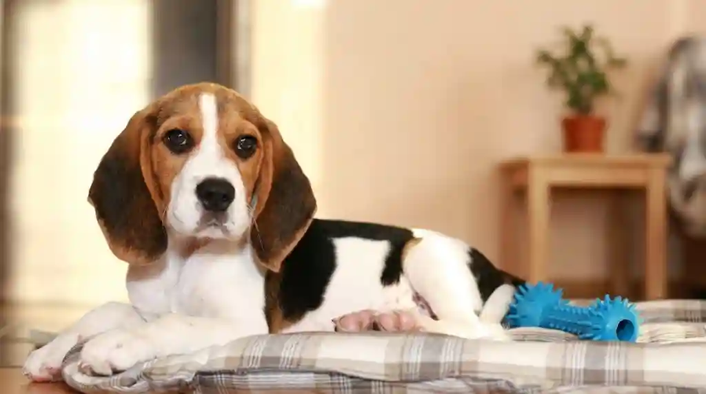 Best Apartment Dogs