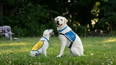 Canine Companions
