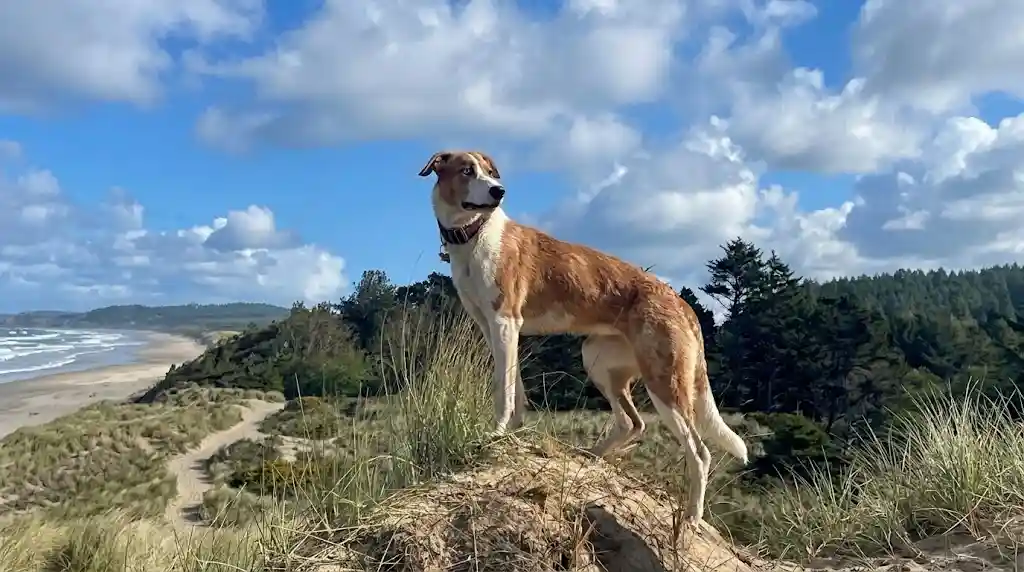 Canine Legacy