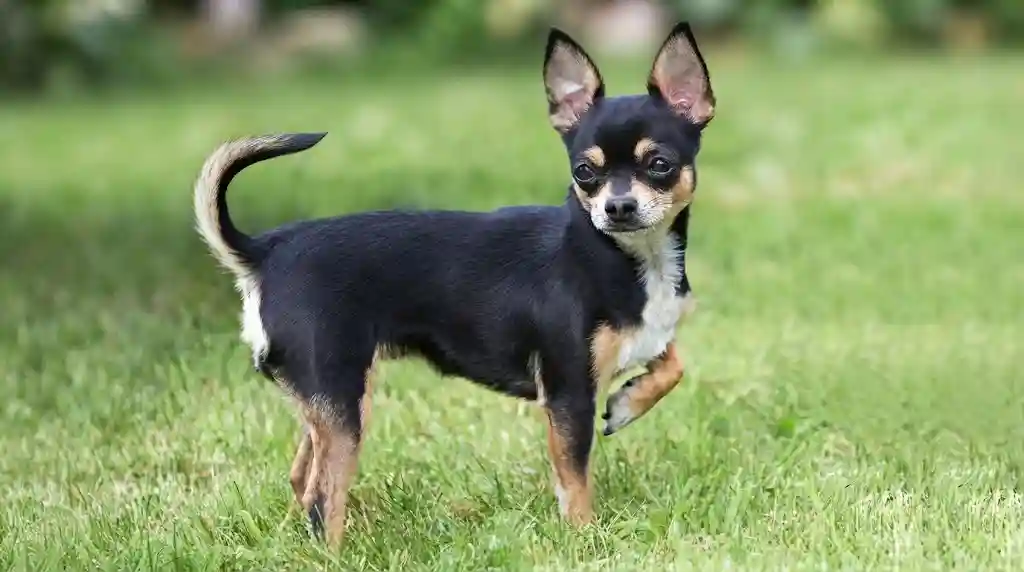 Chihuahua