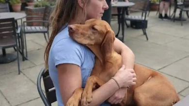 Clingy Dogs