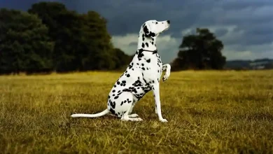 Dalmatian