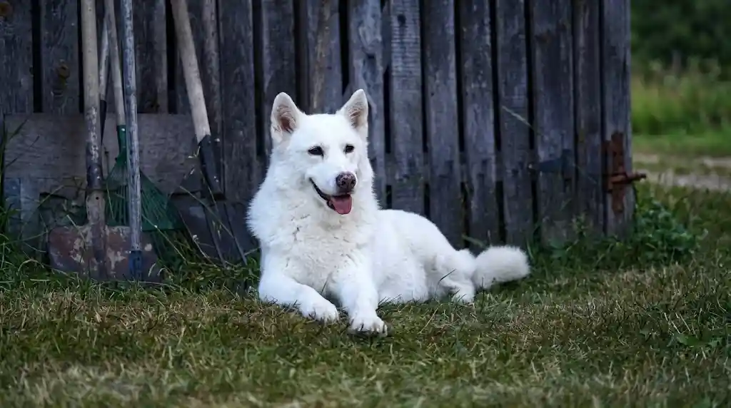 Diverse Dog