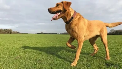 Dog Limping