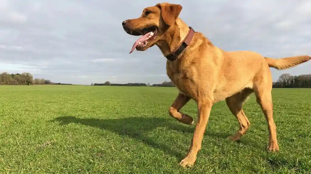 Dog Limping