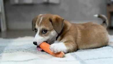 Dogs Like Carrots
