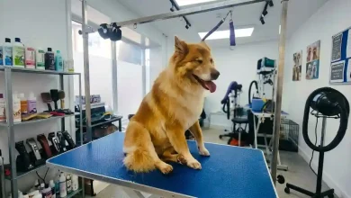 Double-Coated Dogs