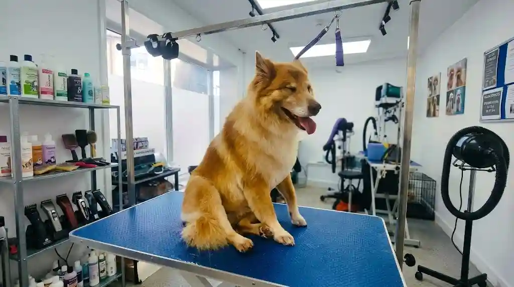 Double-Coated Dogs