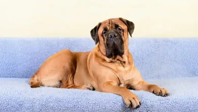 English Mastiffs