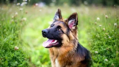 German Shepherd