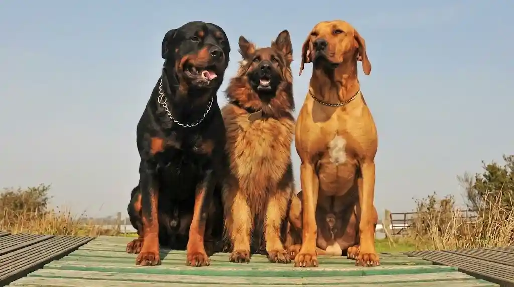 Guard Dogs