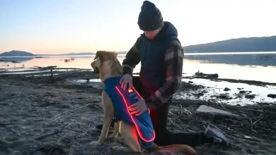 Measure a Dog