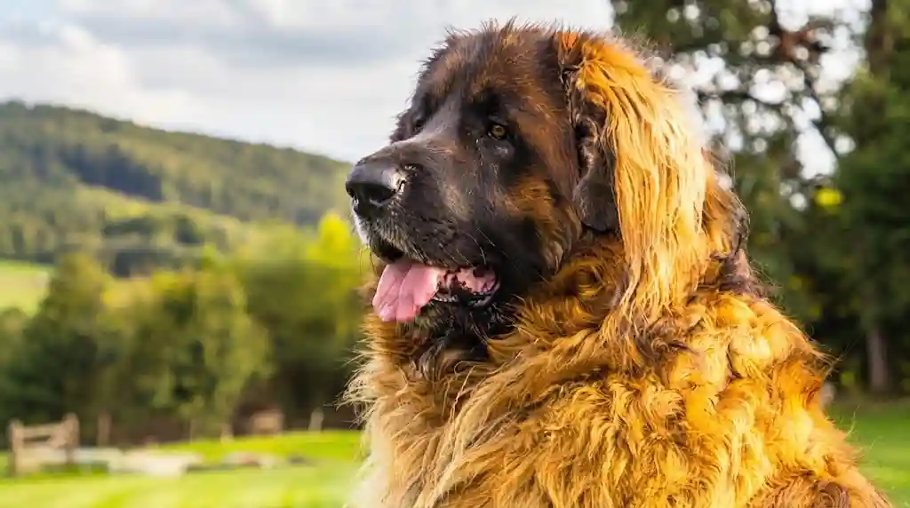 Leonberger