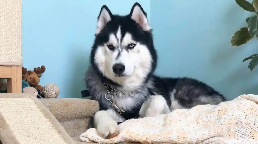 Majestic Husky