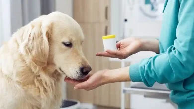 Medicine Can I Give My Dog