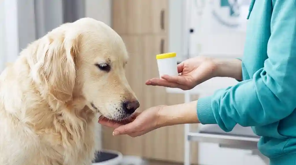 Medicine Can I Give My Dog