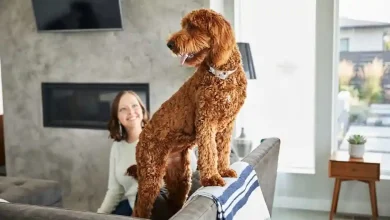 Poodle Crosses