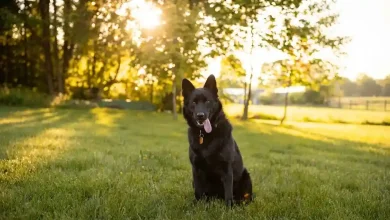 Schipperke