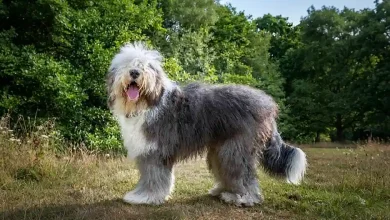 Sheepdogs