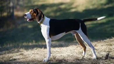 Walker Hounds