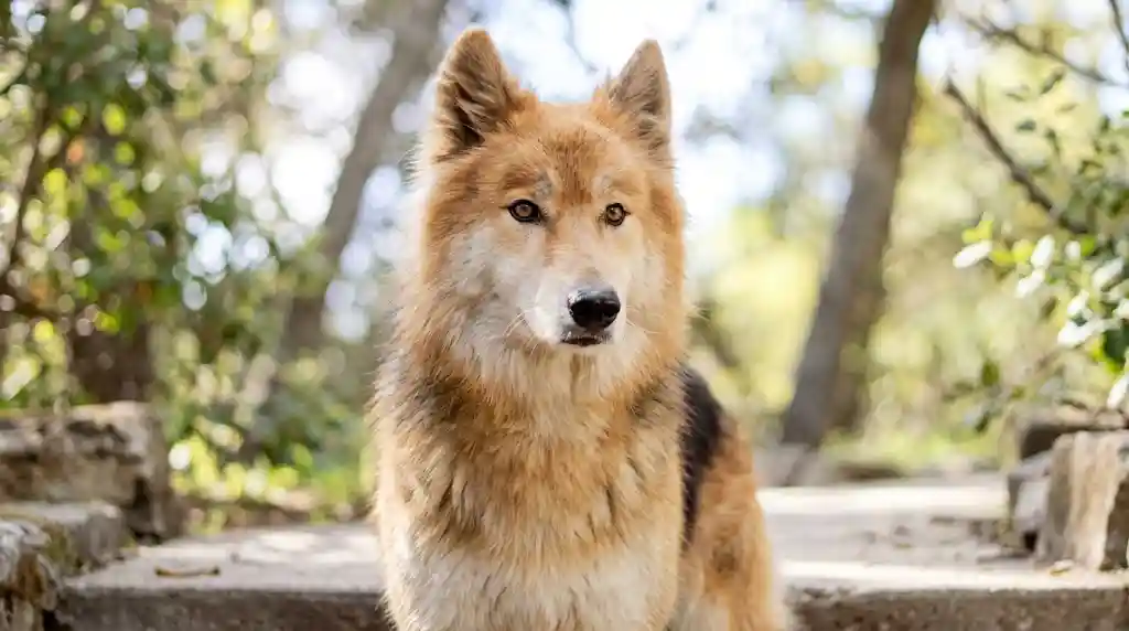 Wolf-Like Ancestry