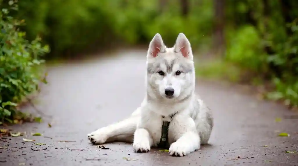 Wolf-Likes
